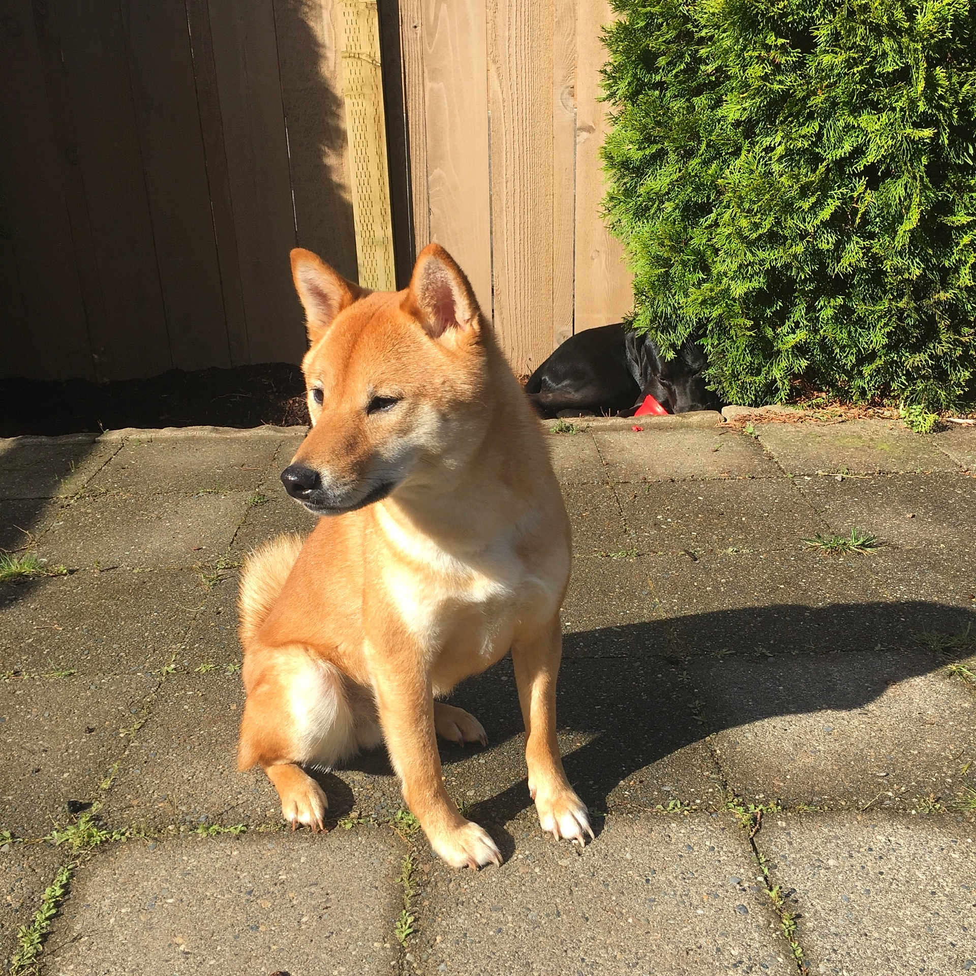 Natsu joined the competition — help win amazing prizes! canaan_dog, canidae, carnivore, carolina_dog, dingo, dog, dog_breed, fawn, hokkaido, korean_jindo_dog, mammal, new_guinea_singing_dog, non_sporting_group, norwegian_buhund, pariah_dog, shiba_inu, shikoku, snout, tail, vertebrate