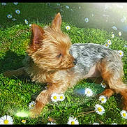 Edel a rejoint le concours — aidez-le/la à gagner de superbes lots ! australian_silky_terrier, australian_terrier, cairn_terrier, carnivoran, companion_dog, dog, dog_breed, dog_like_mammal, grass, meadow, small_terrier, terrier, yorkshire_terrier