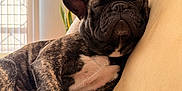 Bruno is registered to the contest to win money with this photo: dog, french_bulldog, sleeping, couch, indoor, blanket, cozy, pet, fur, paw, snuggled, resting, animal, canine, home, relaxing, portrait, closeup, domestic, comfortable