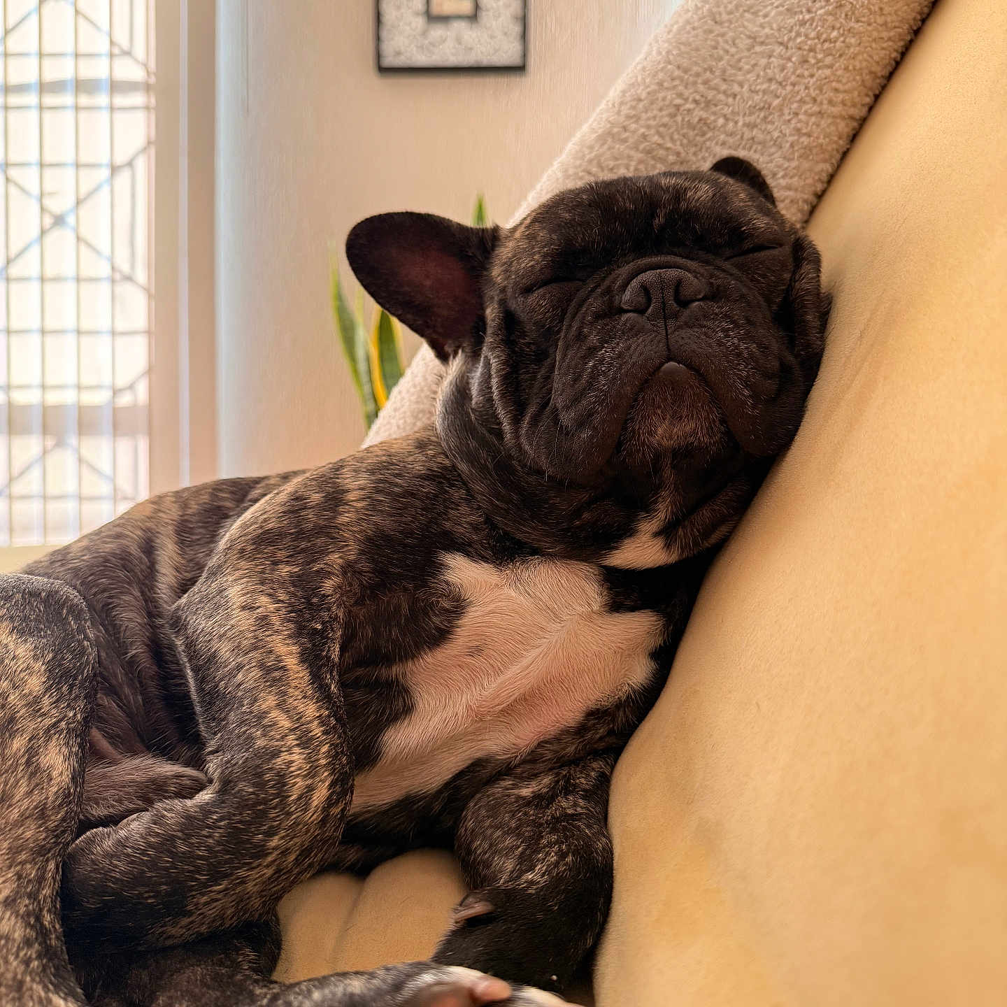 Bruno is registered to the contest to win money with this photo: animal, blanket, canine, closeup, comfortable, couch, cozy, dog, domestic, french_bulldog, fur, home, indoor, paw, pet, portrait, relaxing, resting, sleeping, snuggled