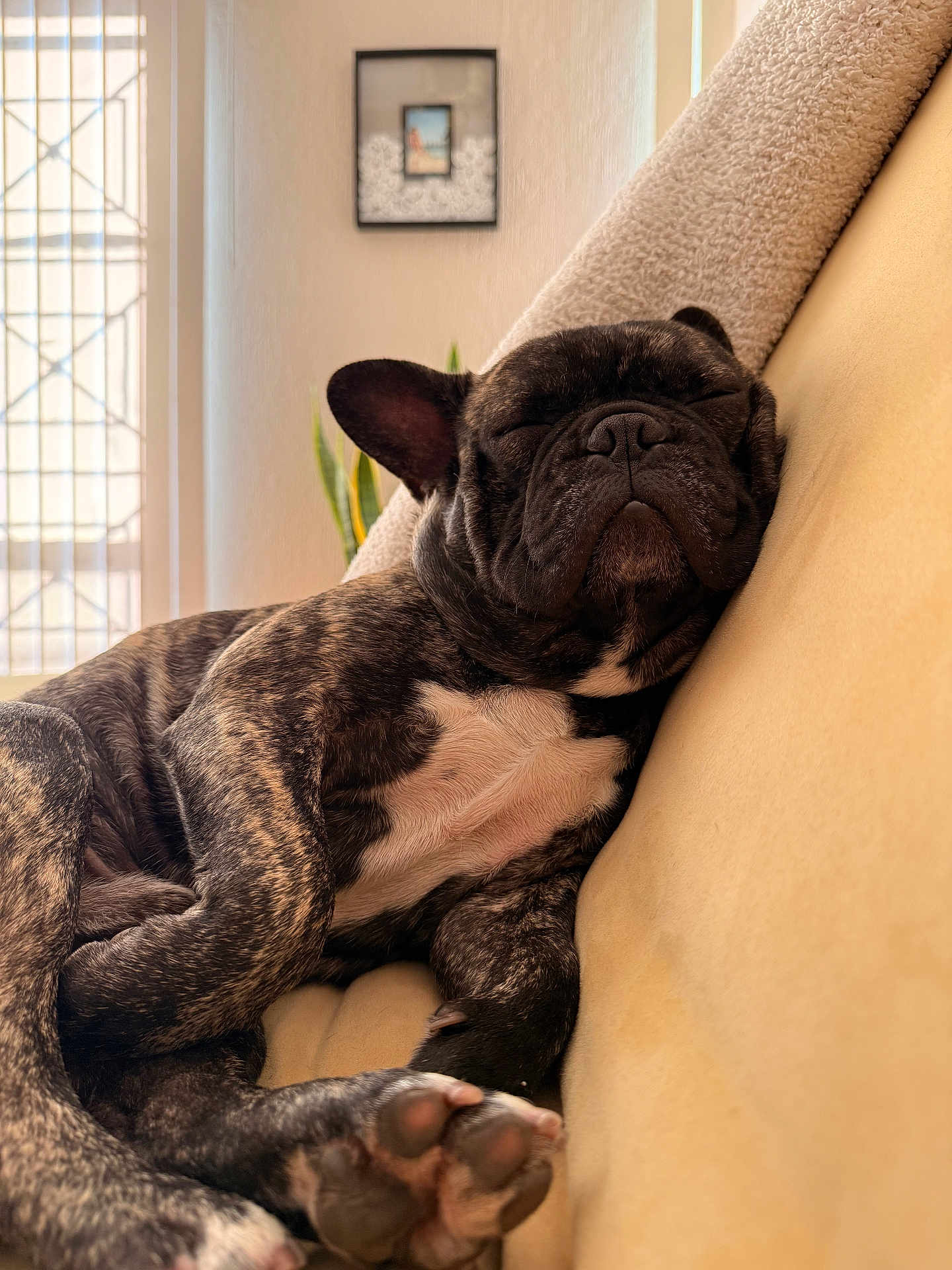 Bruno is registered to the contest to win money with this photo: dog, french_bulldog, sleeping, couch, indoor, blanket, cozy, pet, fur, paw, snuggled, resting, animal, canine, home, relaxing, portrait, closeup, domestic, comfortable