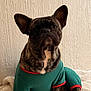 Bruno joined the competition — help win amazing prizes! dog, french_bulldog, pet, animal, brindle, clothing, green_outfit, red_trim, blanket, indoor, portrait, sitting, cute, cozy, furry, ears, face, fur, companion, texture