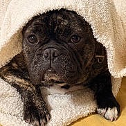 Bruno joined the competition — help win amazing prizes! dog, french_bulldog, blanket, cozy, indoor, pet, snug, fur, paw, face, expression, brown, white, soft, resting, cute, animal, portrait, lying_down, nose