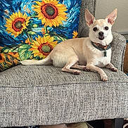 Kylo is registered to the contest to win money with this photo: armchair, chair, chihuahua, collar, couch, dog, floral, funny, indoors, leash, living_room, lying_down, painting, pet, portrait, sitting, small_dog, sunflower, toys, white_dog