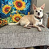 armchair, chair, chihuahua, collar, couch, dog, floral, funny, indoors, leash, living_room, lying_down, painting, pet, portrait, sitting, small_dog, sunflower, toys, white_dog