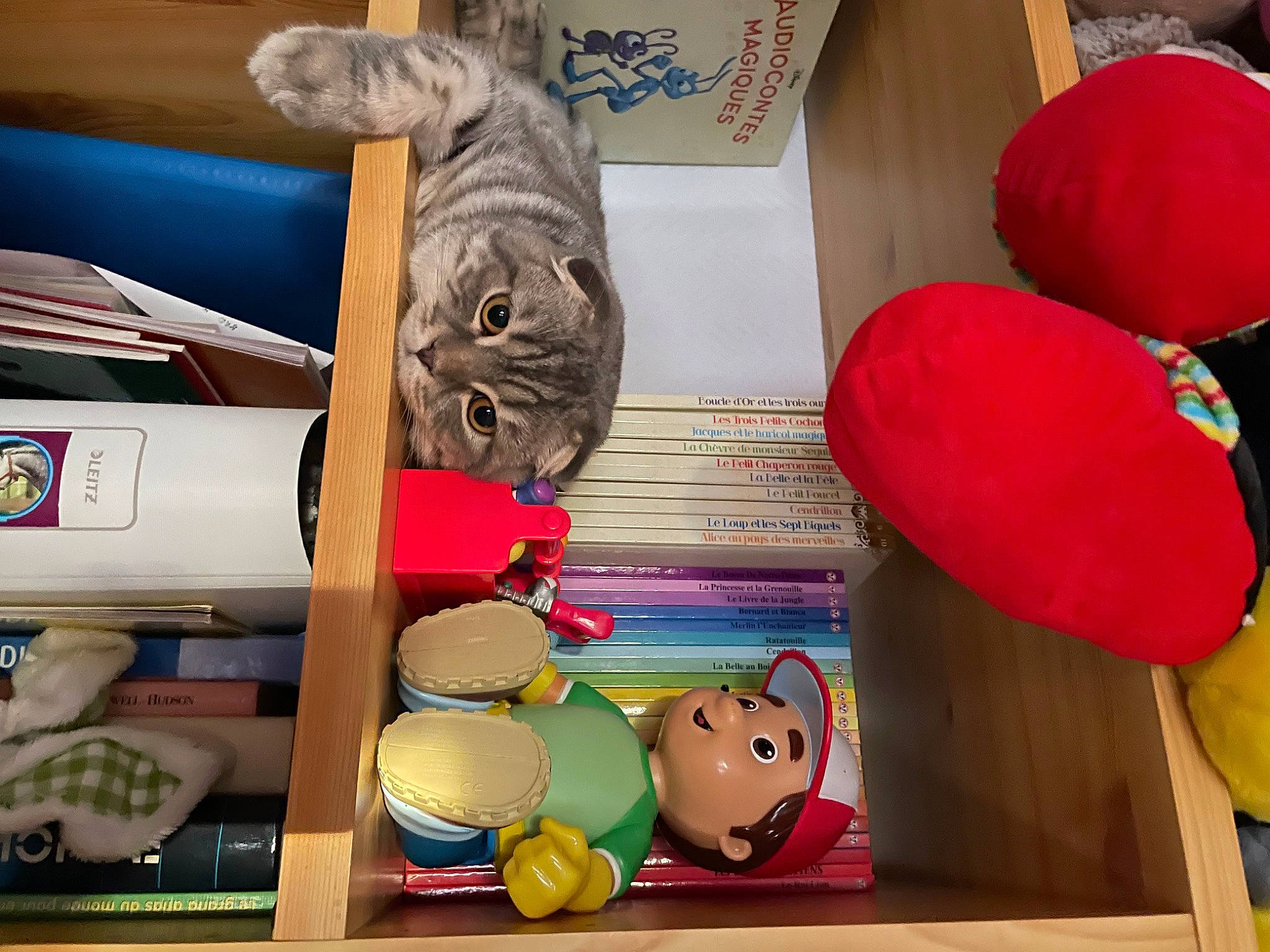 Tobby Junior a rejoint le concours — aidez-le/la à gagner de superbes lots ! carmine, cat, collection, comfort_food, coquelicot, domestic_short_haired_cat, event, felidae, fur, happy, mammal, room, shelving, small_to_medium_sized_cats, snapshot, stuffed_toy, textile, toy, whiskers, wood