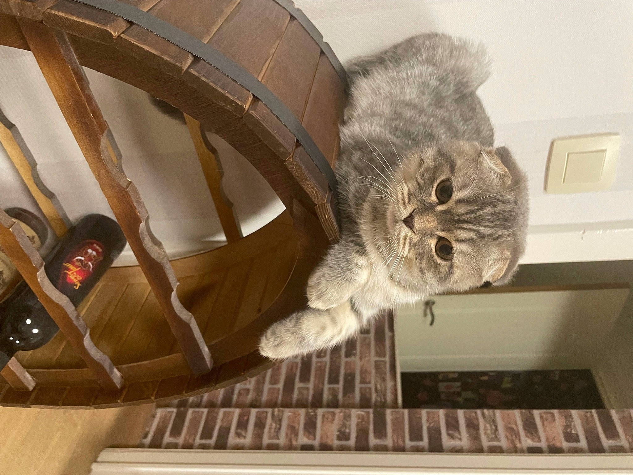 Tobby Junior a rejoint le concours — aidez-le/la à gagner de superbes lots ! art, carnivore, cat, chair, comfort, domestic_short_haired_cat, felidae, fur, grey, hardwood, mammal, metal, shelf, small_to_medium_sized_cats, snout, tail, vertebrate, wall_plate, whiskers, wood