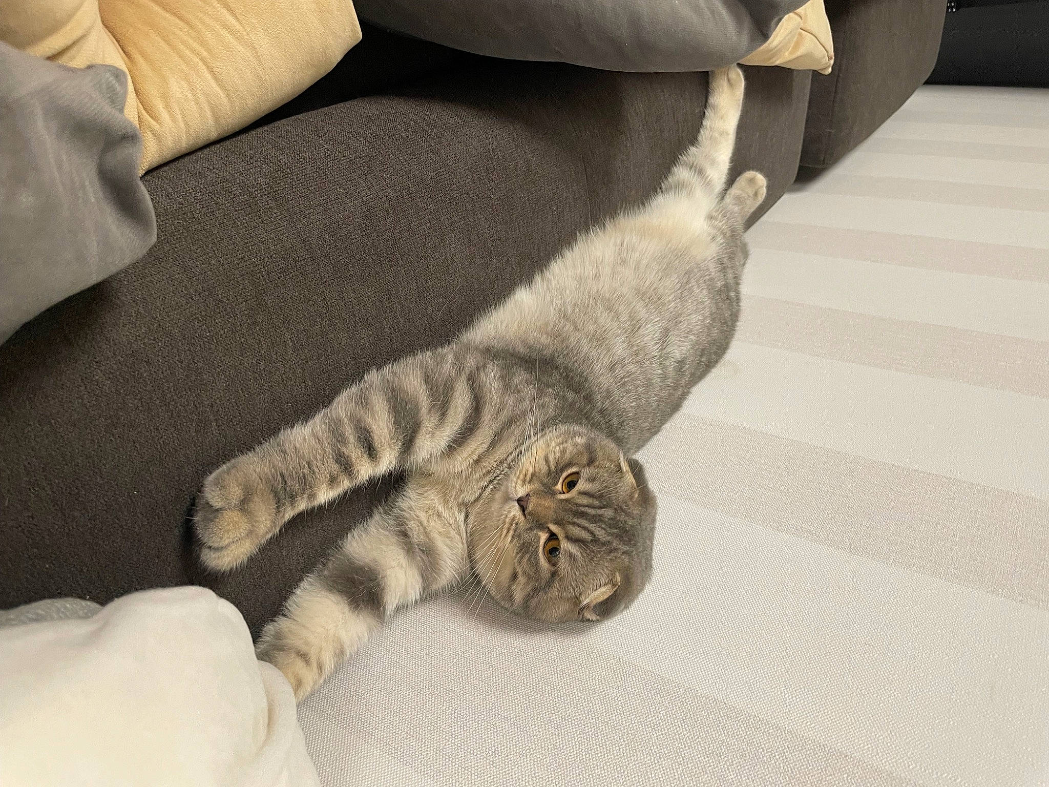 Tobby Junior a rejoint le concours — aidez-le/la à gagner de superbes lots ! carnivore, cat, claw, comfort, domestic_short_haired_cat, fawn, felidae, flooring, fur, grey, hardwood, linens, nap, paw, room, small_to_medium_sized_cats, tail, terrestrial_animal, whiskers, wood