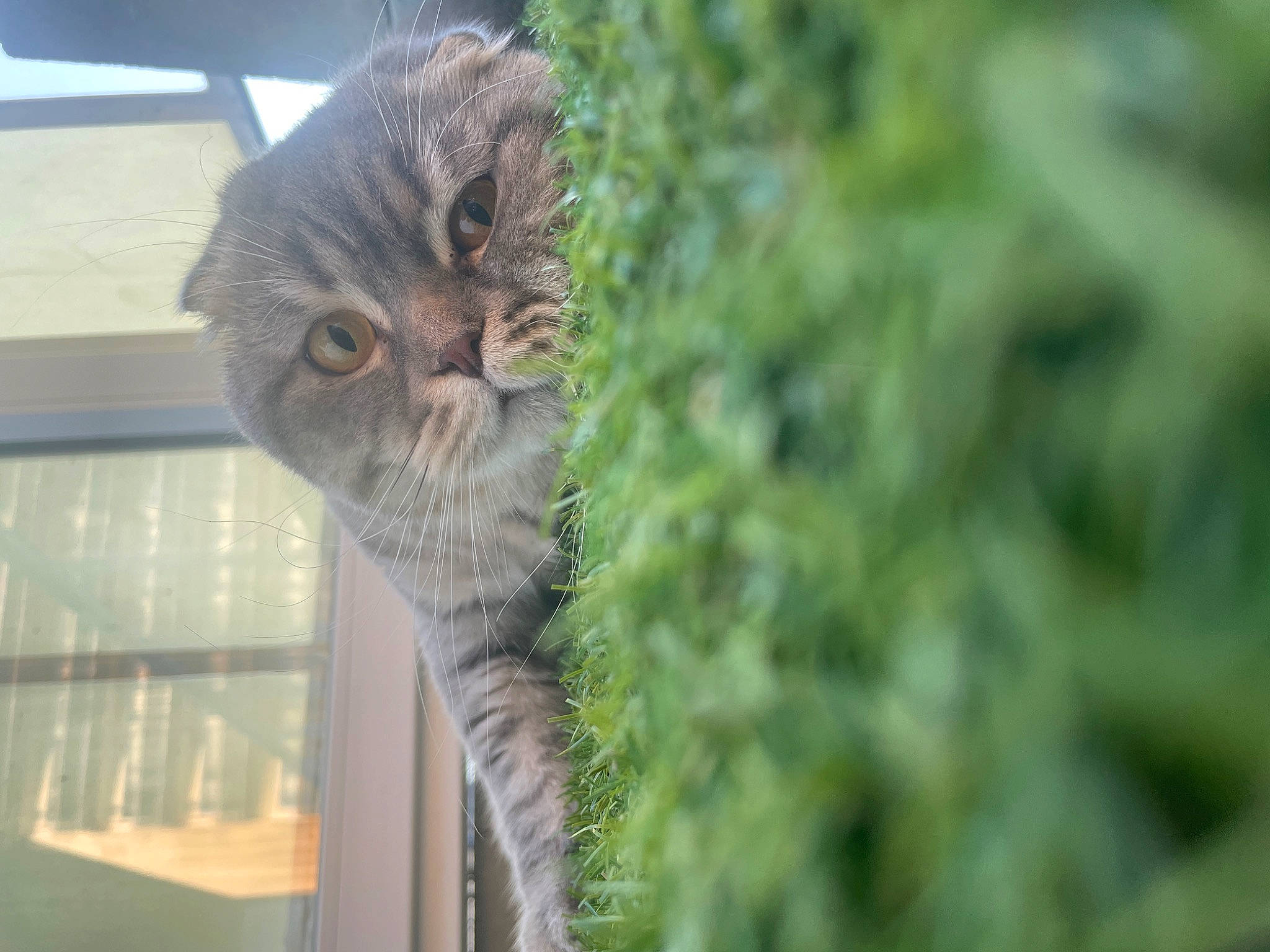 Tobby Junior a rejoint le concours — aidez-le/la à gagner de superbes lots ! carnivore, cat, domestic_short_haired_cat, fawn, felidae, fur, grass, plant, plant_stem, small_to_medium_sized_cats, snout, tail, terrestrial_animal, tree, twig, whiskers, wildlife, window, wood