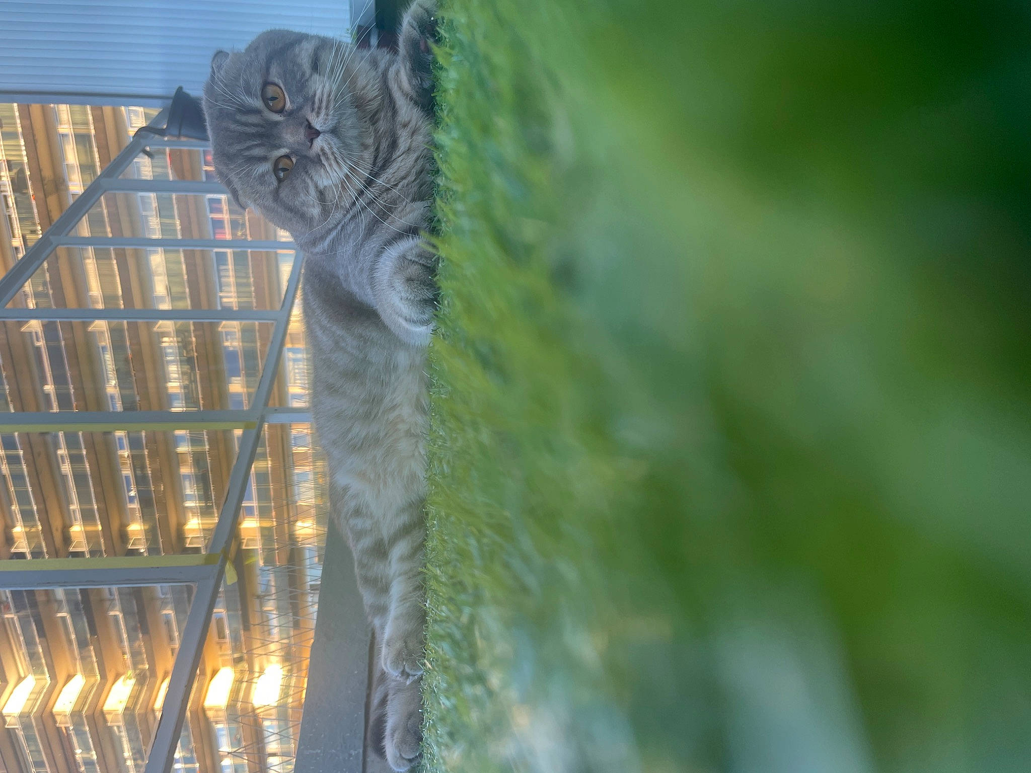 Tobby Junior a rejoint le concours — aidez-le/la à gagner de superbes lots ! beak, branch, domestic_short_haired_cat, feather, felidae, fur, grass, metal, reflection, shadow, small_to_medium_sized_cats, tail, terrestrial_animal, tower_block, trunk, twig, whiskers, wildlife, wing, wood