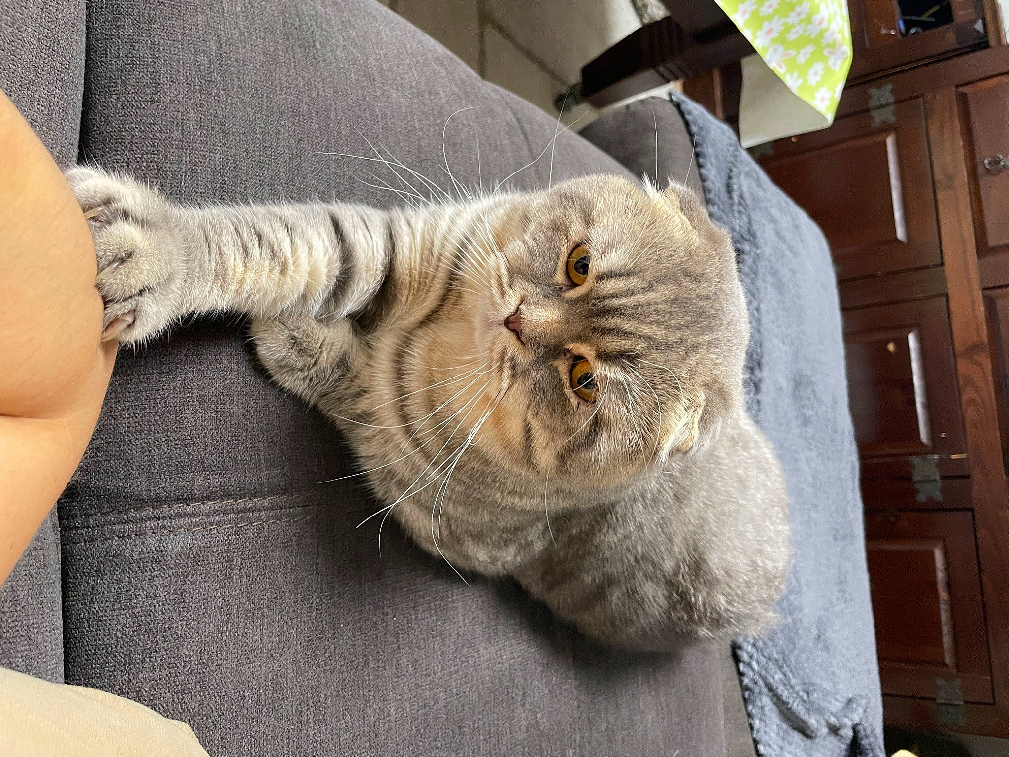 Tobby Junior participe au concours pour gagner de l'argent avec cette photo : cabinetry, carnivore, carton, cat, claw, comfort, cupboard, domestic_short_haired_cat, door, felidae, fur, gesture, grey, shipping_box, small_to_medium_sized_cats, snout, tail, whiskers, wood, wool