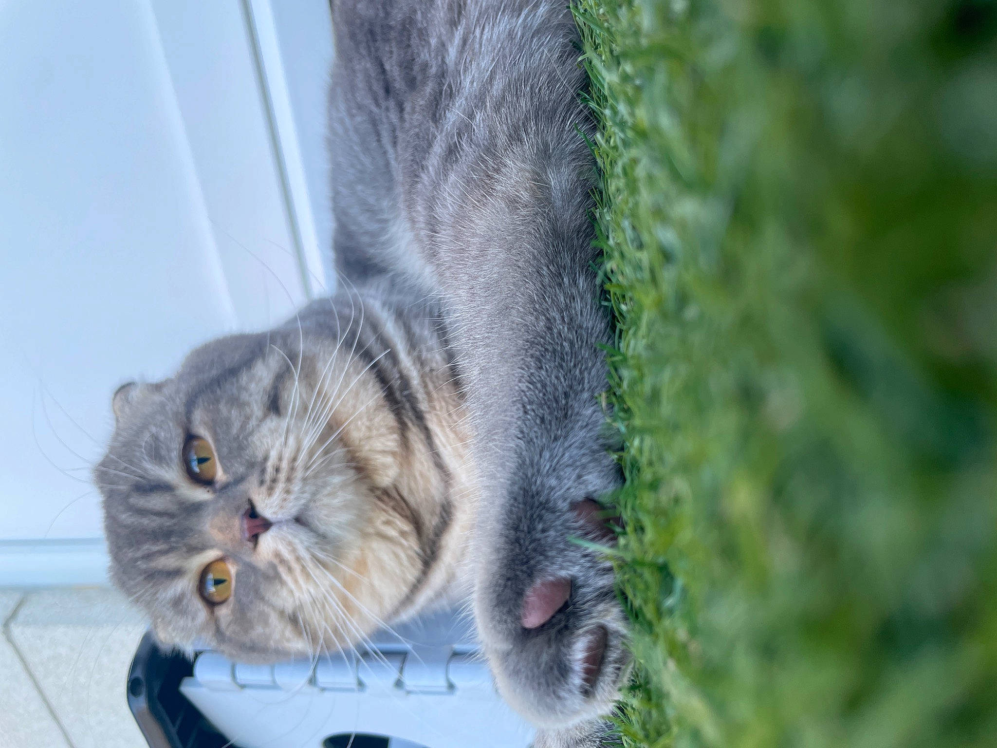Tobby Junior participe au concours pour gagner de l'argent avec cette photo : carnivore, cat, claw, domestic_short_haired_cat, eye, felidae, fur, grass, grey, paw, plant, sitting, small_to_medium_sized_cats, snout, tail, terrestrial_animal, tree, whiskers, window