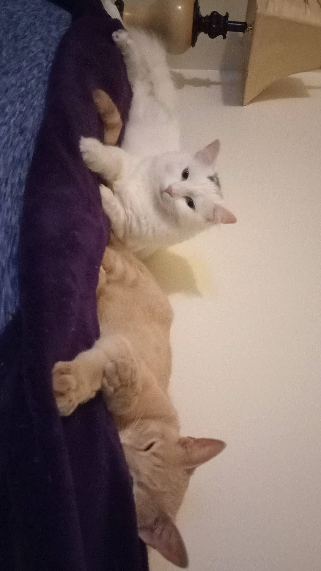 Nala is registered to the contest to win money with this photo: abyssinian, angora, animal, bed, bedroom, blanket, canine, cat, couch, dog, furniture, homedecor, indoors, kitten, linen, manx, pet, plywood, siamese, wood