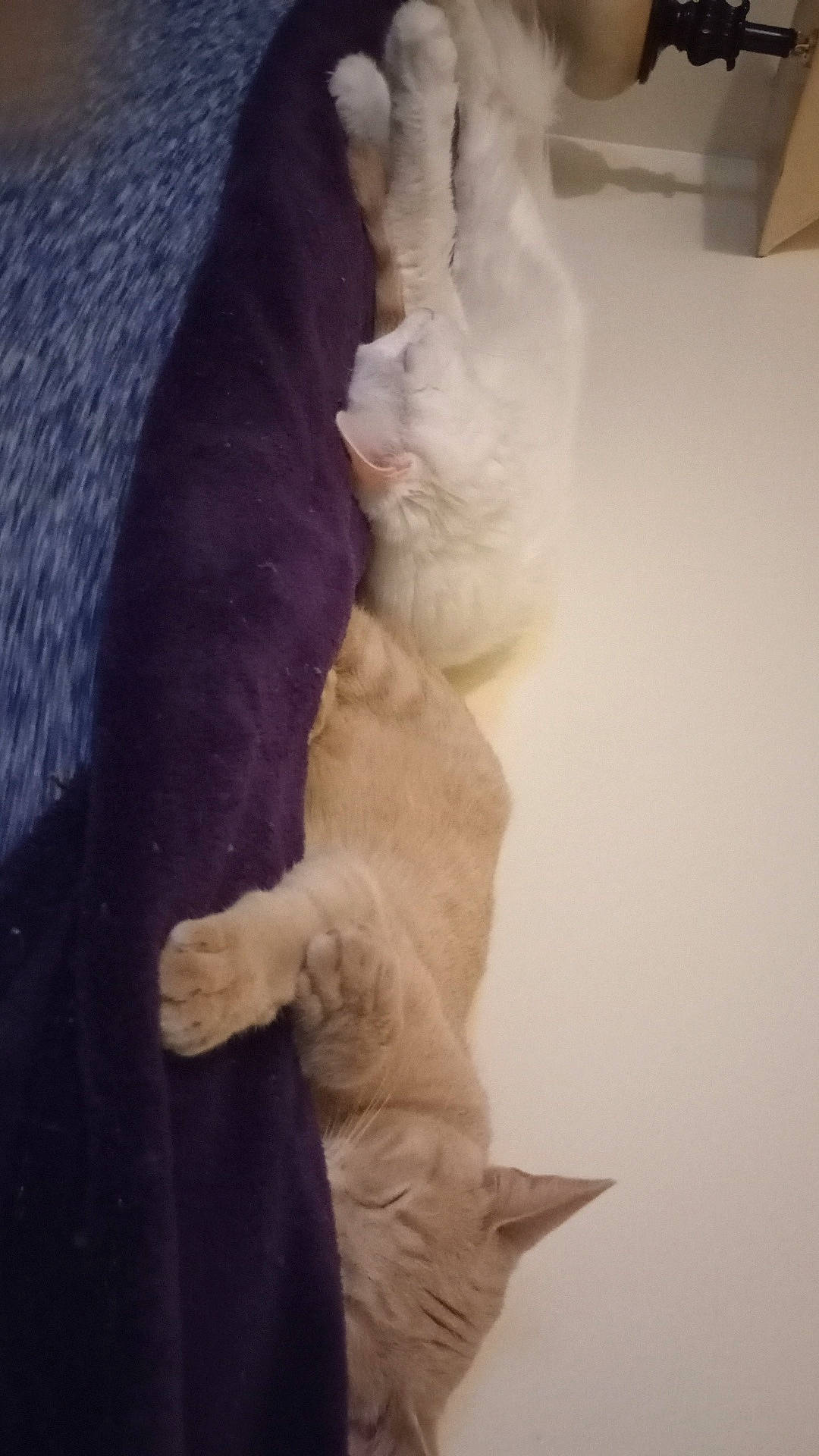 Nala joined the competition — help win amazing prizes! abyssinian, angora, animal, blanket, cat, couch, furniture, hardwood, homedecor, indoors, kitten, linen, manx, person, pet, plywood, siamese, sleeping, towel, wood