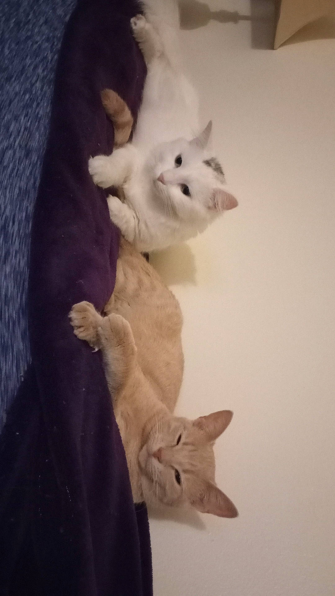 Nala is registered to the contest to win money with this photo: abyssinian, angora, animal, blanket, cat, couch, furniture, hardwood, homedecor, indoors, kitten, linen, manx, person, pet, plywood, siamese, sleeping, towel, wood