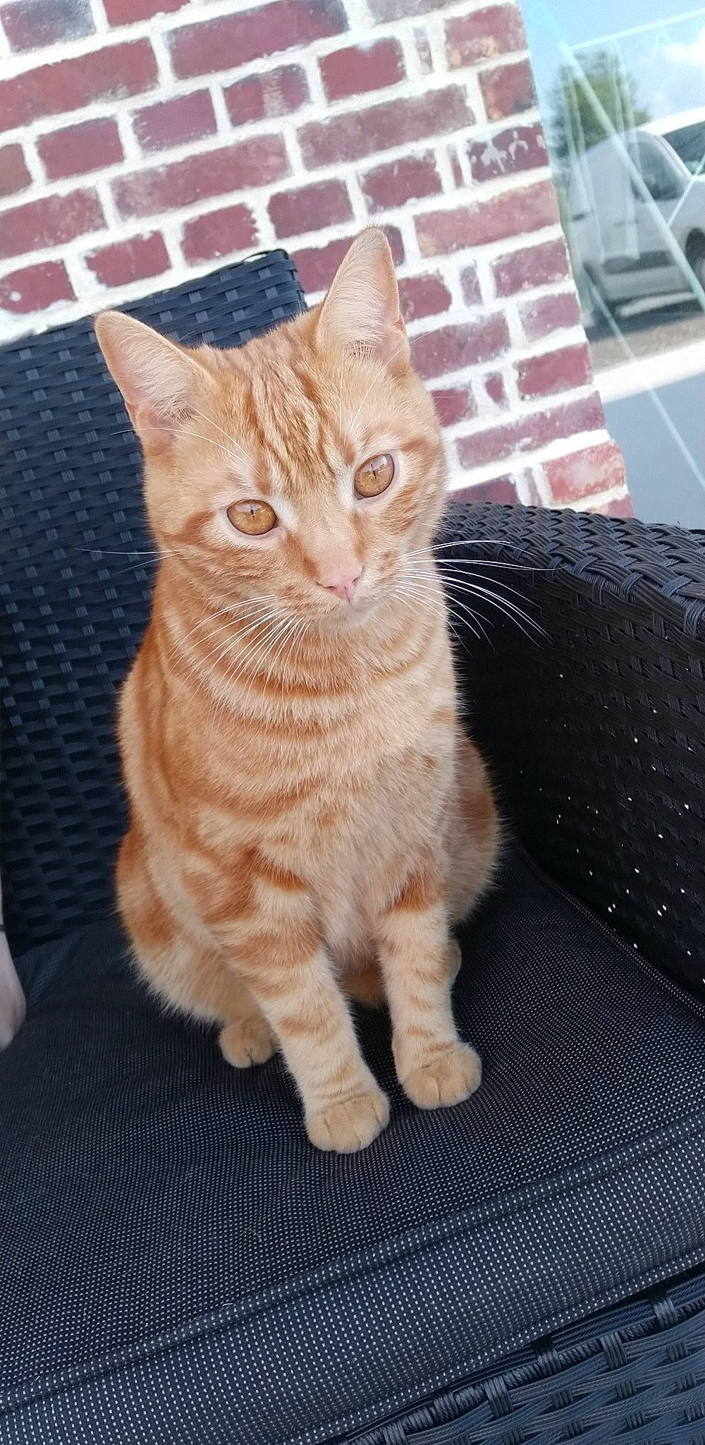 Rooky a rejoint le concours — aidez-le/la à gagner de superbes lots ! carnivore, cat, claw, domestic_short_haired_cat, fawn, felidae, flooring, fur, paw, road_surface, sitting, small_to_medium_sized_cats, snout, tail, terrestrial_animal, whiskers, wood