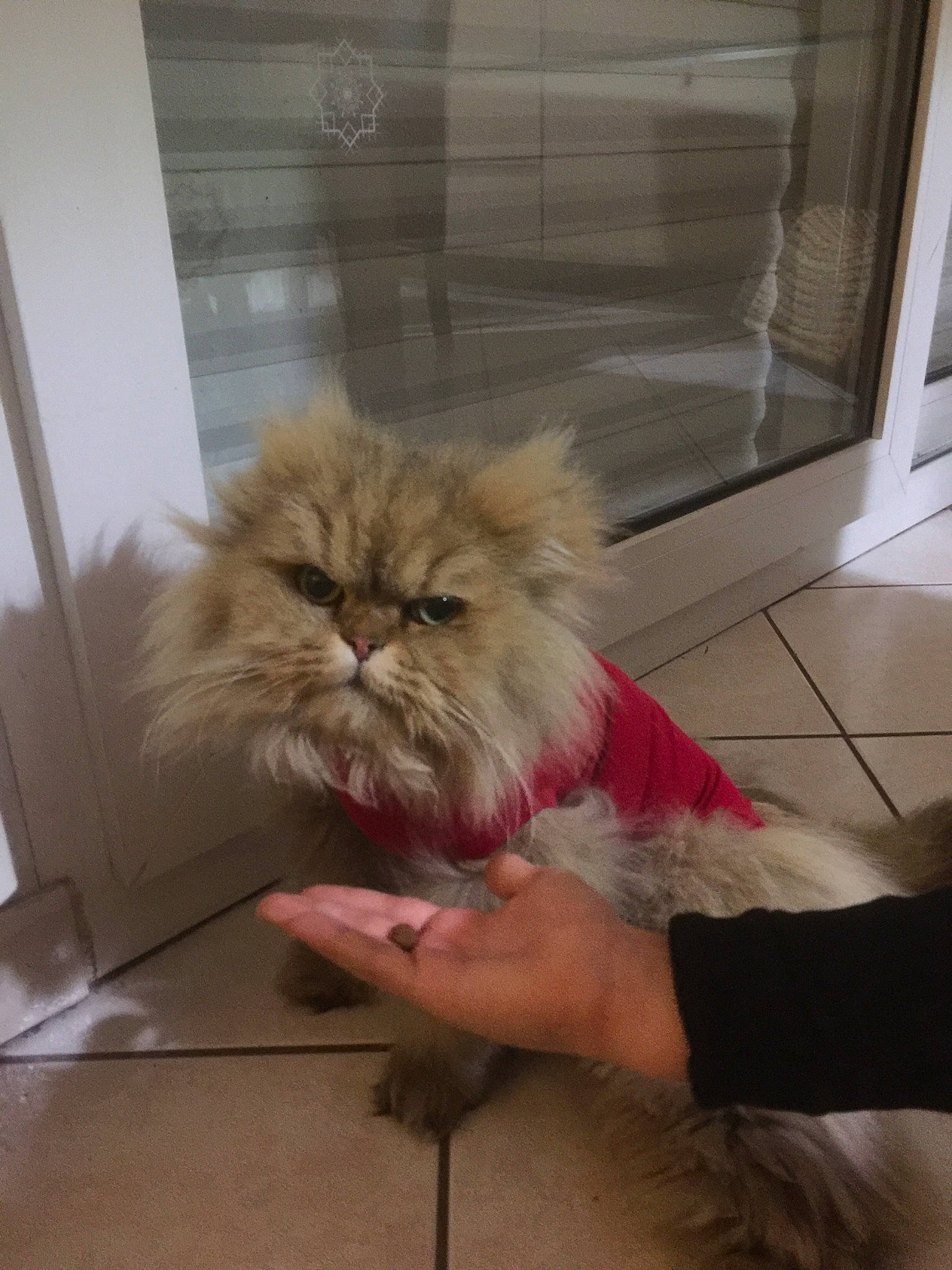 Haslan participe au concours pour gagner de l'argent avec cette photo : asian, asian_semi_longhair, british_longhair, british_semi_longhair, carnivore, cat, domestic_long_haired_cat, eye, fawn, felidae, fur, mammal, norwegian_forest_cat, persian, ragamuffin, skin, small_to_medium_sized_cats, whiskers