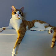 Totem participe au concours pour gagner de l'argent avec cette photo : abyssinian, accessories, angora, animal, bathing, bathtub, cat, couch, egyptiancat, furniture, hardwood, kitten, manx, person, pet, plywood, siamese, strap, tub, wood