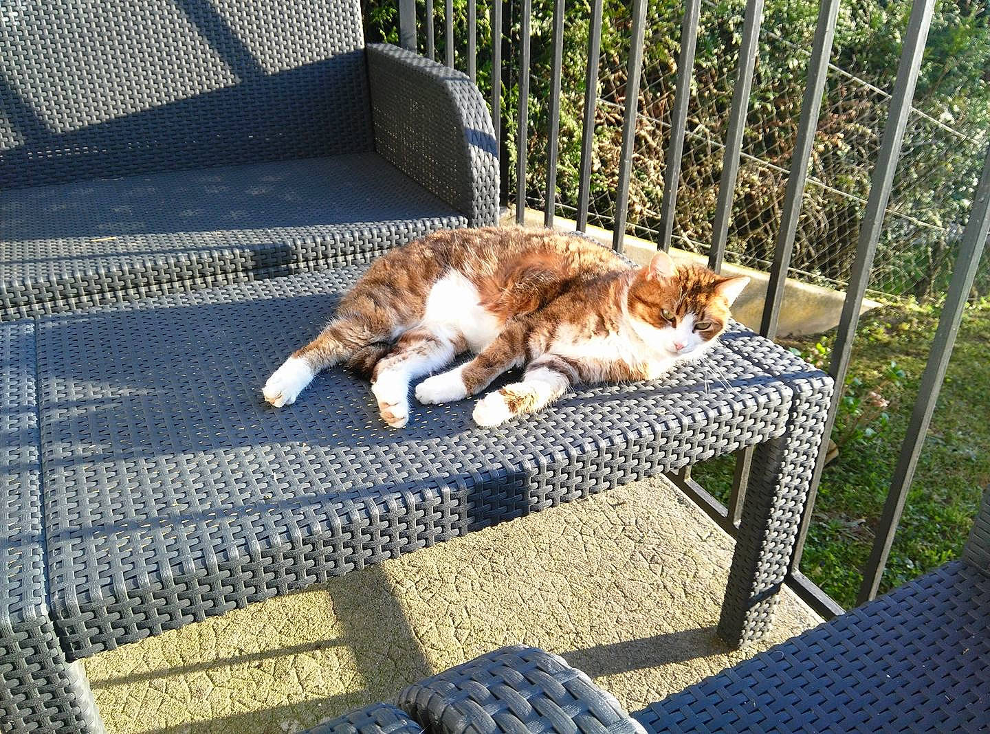 Déli participe au concours pour gagner de l'argent avec cette photo : carnivore, cat, chain_link_fencing, domestic_short_haired_cat, felidae, fence, fur, mat, mesh, outdoor_furniture, outdoor_table, small_to_medium_sized_cats, tabby_cat, tail, whiskers, wire_fencing, yard