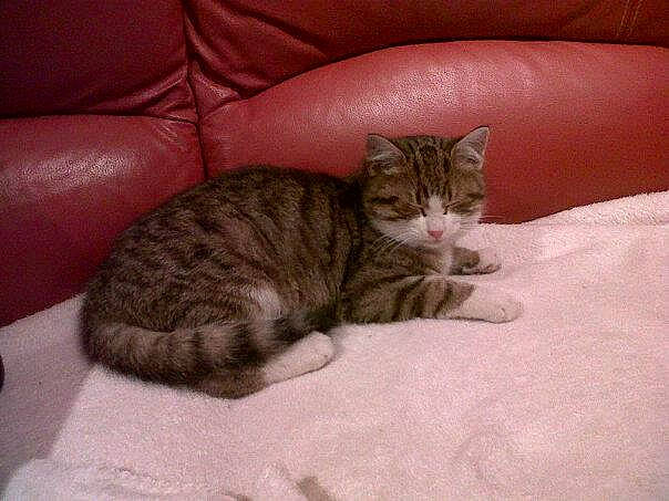 Déli a rejoint le concours — aidez-le/la à gagner de superbes lots ! carnivore, cat, comfort, couch, domestic_short_haired_cat, fawn, felidae, fur, linens, living_room, small_to_medium_sized_cats, tabby_cat, tail, vertebrate, whiskers