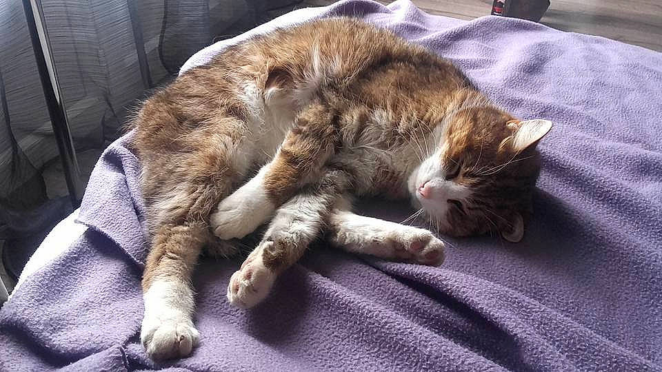 Déli a rejoint le concours — aidez-le/la à gagner de superbes lots ! carnivore, cat, claw, comfort, domestic_short_haired_cat, felidae, fur, linens, nap, paw, sleep, small_to_medium_sized_cats, snout, tail, terrestrial_animal, vertebrate, whiskers