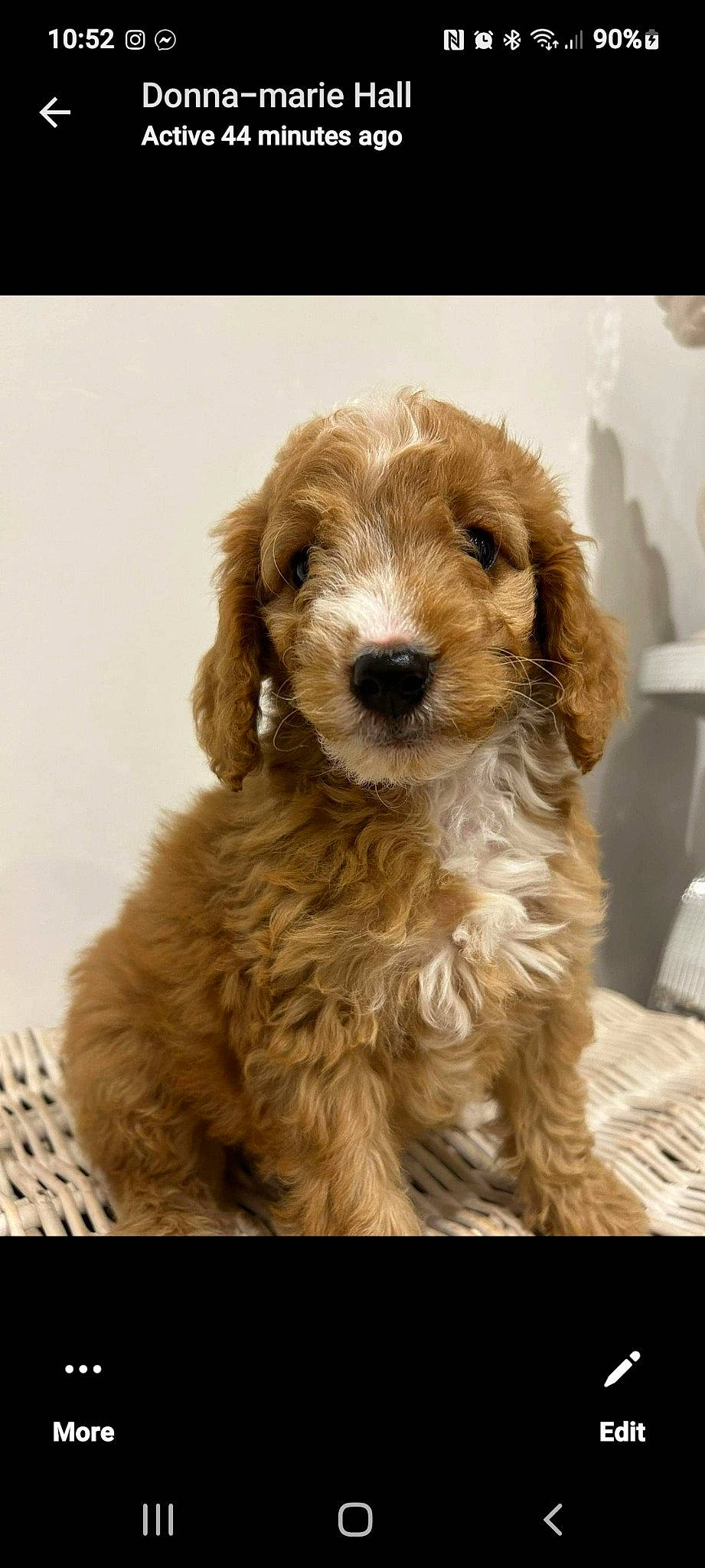 Bobby joined the competition — help win amazing prizes! canidae, carnivore, companion_dog, dog, dog_breed, dog_collar, fur, liver, snout, spaniel, sporting_group, terrestrial_animal, water_dog, working_animal