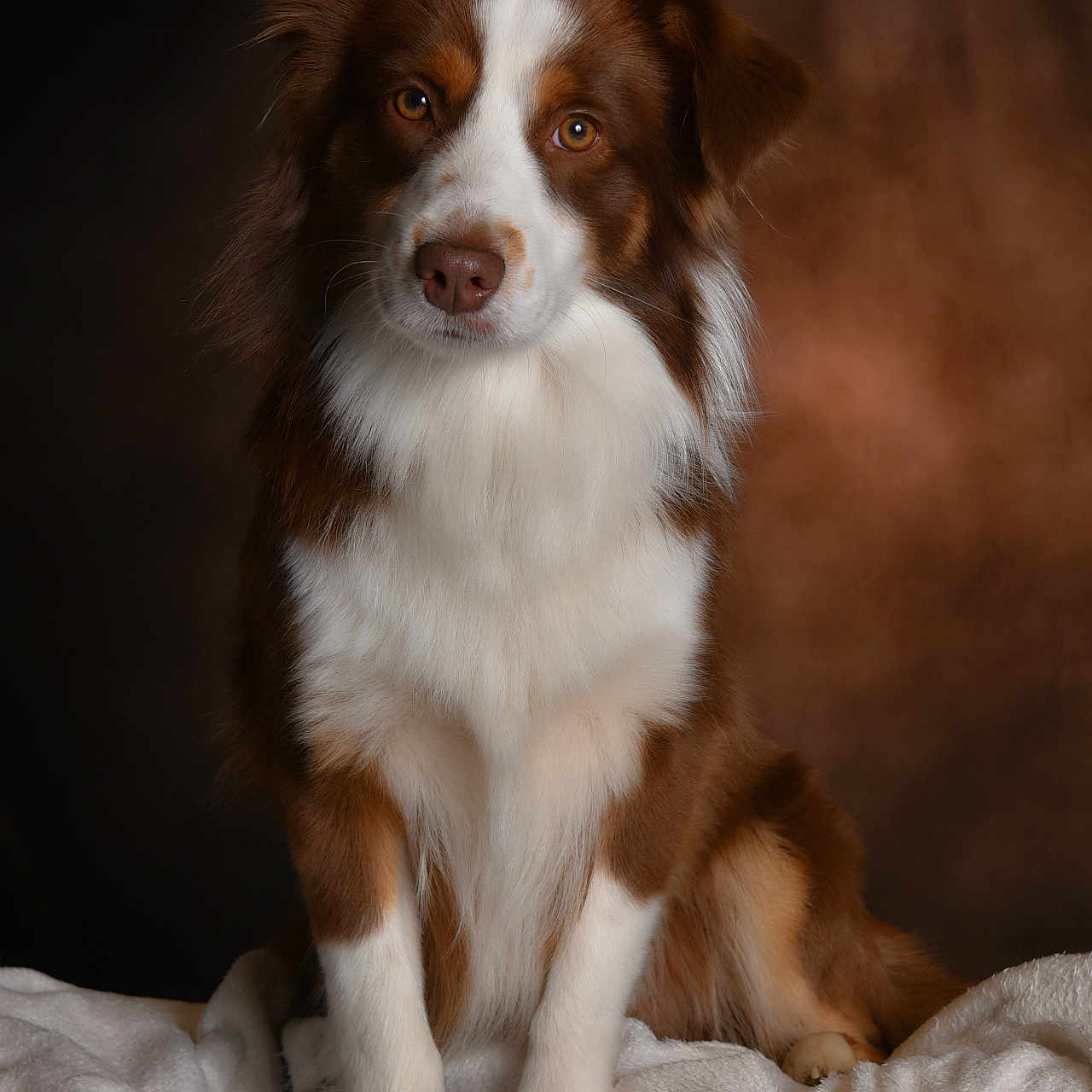 Aïko participe au concours pour gagner de l'argent avec cette photo : animal, blanket, canine, cockerspaniel, collie, dog, hound, husky, papillon, pet, puppy