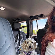 Sedona joined the competition — help win amazing prizes! backseat, blue_sky, car_interior, comfort, daylight, dog, fluffy_dog, harness, leather_seat, person_partial, pet, quilted_cover, red_hair, relaxing, seat, seatbelt, sunglasses, travel, trees_outside, window