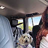 backseat, blue_sky, car_interior, comfort, daylight, dog, fluffy_dog, harness, leather_seat, person_partial, pet, quilted_cover, red_hair, relaxing, seat, seatbelt, sunglasses, travel, trees_outside, window