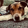 dog, animal, pet, outdoor, person, pavement, closeup, paw, lying_down, nature, forest, playground, casual, relaxed, brown_white_fur, portrait, companion, resting, human_hand, shoe