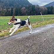 Bobby a rejoint le concours — aidez-le/la à gagner de superbes lots ! dog, running, road, grass, field, trees, forest, mountain, cloudy_sky, outdoor, animal, pet, leash, nature, active, motion, daytime, landscape, canine, energy