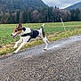 dog, running, road, grass, field, trees, forest, mountain, cloudy_sky, outdoor, animal, pet, leash, nature, active, motion, daytime, landscape, canine, energy
