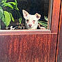 Isis participe au concours pour gagner de l'argent avec cette photo : dog, window, glass, door, plant, sunlight, pet, indoor, curious, white_dog, brown_dog, paw, houseplant, wood, reflection, daylight, face, animal, looking, companion