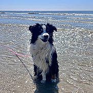 Woody participe au concours pour gagner de l'argent avec cette photo : dog, beach, water, ocean, waves, sunny, sky, wet_fur, black_and_white, blue_eyes, leash, sitting, outdoor, pet, canine, happy, nature, summer, reflection, coast