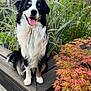 dog, sitting, outdoor, plant, wooden_planter, tongue_out, happy, fluffy, black_and_white, greenery, foliage, garden, pet, animal, nature, portrait, smiling, cute, canine, fur