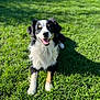 dog, grass, sunlight, happy, outdoor, pet, smiling, black, white, tan, canine, shadow, nature, animal, fur, daylight, portrait, sitting, playful, friendly