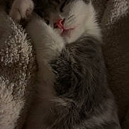 Kali joined the competition — help win amazing prizes! kitten, sleeping, fluffy_blanket, cozy, furry, pet, cute, animal, indoor, resting, closeup, soft_texture, whiskers, paw, adorable, gray_and_white, nap, calm, peaceful, young_cat