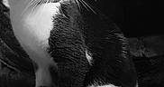 Oslo participe au concours pour gagner de l'argent avec cette photo : alert, black_and_white, carpet, cat, close_up, coat_pattern, couch, cushion, domestic_cat, ears, fur, furniture, indoor, looking_left, paws, pet, portrait, sitting, tuxedo_cat, whiskers