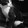 animal, black_and_white, cat, curious, cute, ears, emoji, eyes, face, feline, floor, fur, indoor, monochrome, paw_prints, pet, portrait, sitting, text_overlay, whiskers