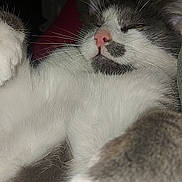 Oslo participe au concours pour gagner de l'argent avec cette photo : cat, close_up, cozy, domestic_cat, face, flash_lighting, fur_texture, gray_fur, indoor, muzzle, nap, paw, pet, pink_nose, portrait, relaxed, sleeping, whiskers, white_fur, young_cat