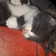 Oslo participe au concours pour gagner de l'argent avec cette photo : kitten, sleeping, cat, gray, white, fur, close_up, blanket, cozy, resting, cute, pet, animal, whiskers, paw, soft, domestic, young, indoor, peaceful