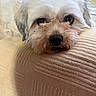black_nose, brown_eyes, brown_muzzle, close_up, couch, cozy, dog, fluffy, gray_fur, home, indoors, lying_down, pet, portrait, puppy, resting, scruffy, small_dog, sofa, white_fur