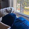 Winnie is registered to the contest to win money with this photo: backyard, blanket, blue, cozy, cushion, dog, fluffy, furniture, home, indoors, living_room, long_hair, outdoor_view, pet, resting, sitting, small_dog, sunlight, white_fur, window