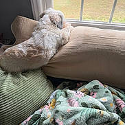 Winnie is registered to the contest to win money with this photo: animal, back_view, blanket, couch, cozy, curly_fur, cushion, dog, fluffy, home, indoors, pet, portrait, relaxing, sitting, small_dog, sofa, sunlight, white_fur, window