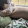 animal, back_view, blanket, couch, cozy, curly_fur, cushion, dog, fluffy, home, indoors, pet, portrait, relaxing, sitting, small_dog, sofa, sunlight, white_fur, window