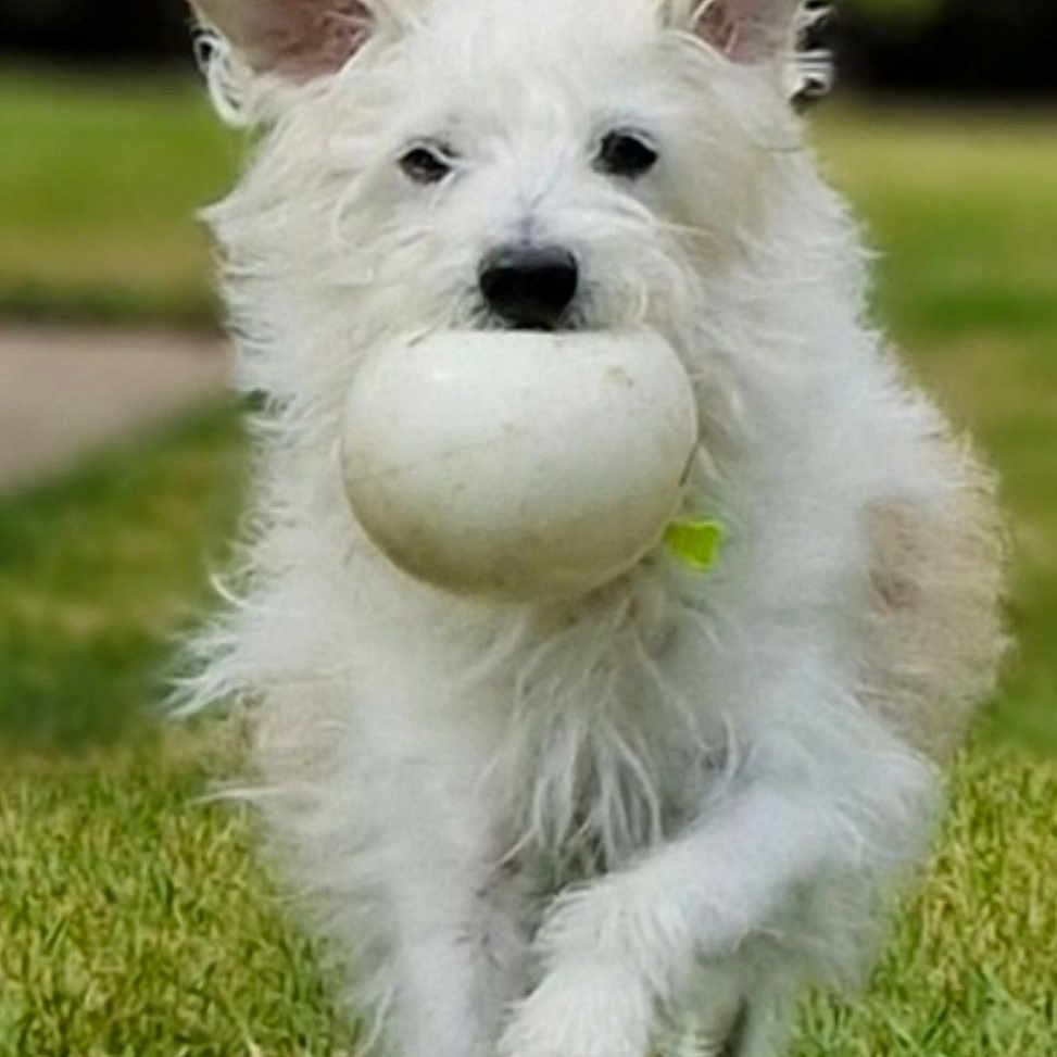 Lucky participe au concours pour gagner de l'argent avec cette photo : active, animal, ball, canine, cute, daytime, dog, ears, fetch, fun, fur, grass, grass_field, mouth, nature, outdoor, pet, playful, running, white_dog