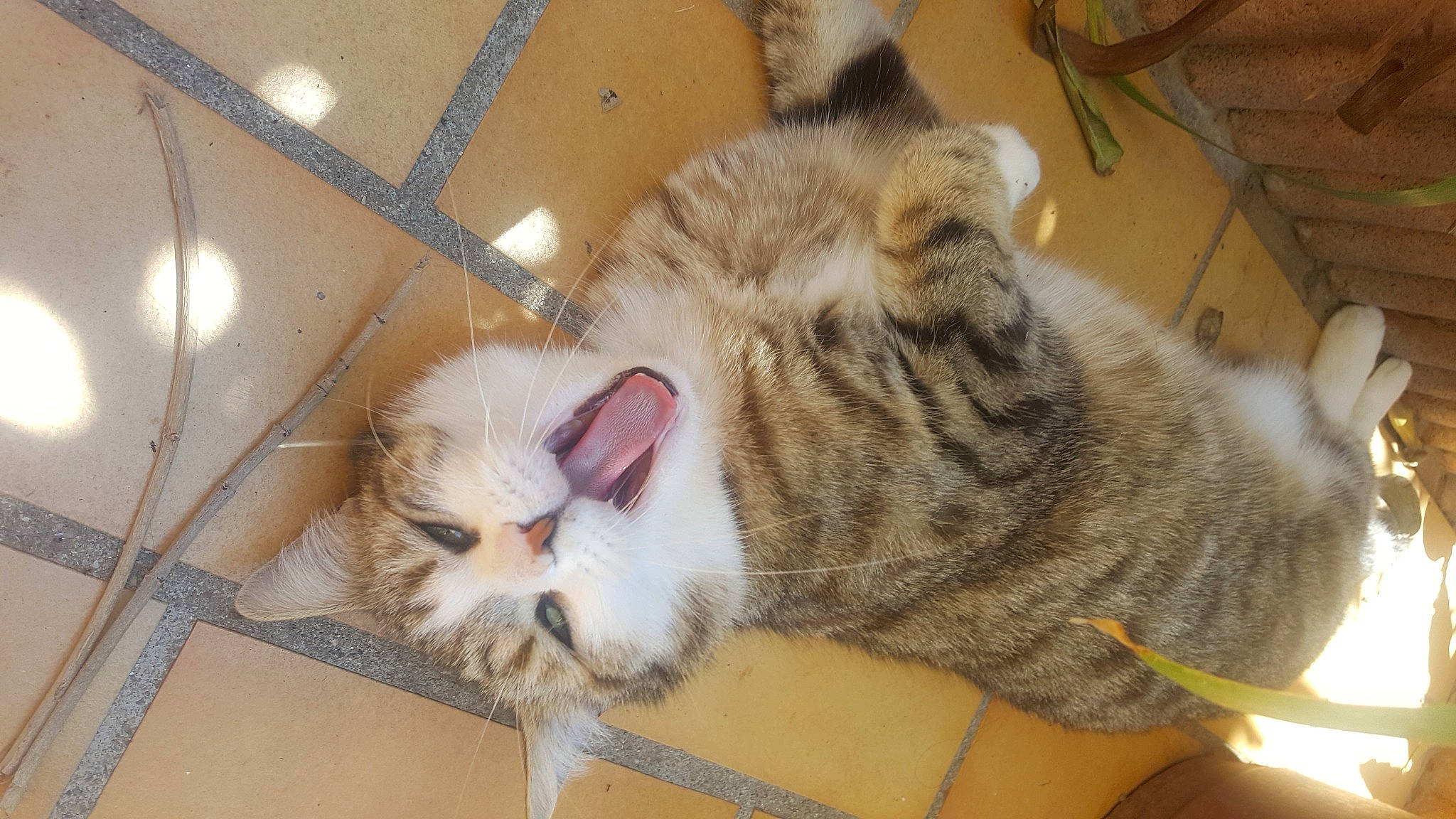 Milou participe au concours pour gagner de l'argent avec cette photo : carnivore, cat, claw, comfort, domestic_short_haired_cat, fawn, felidae, fur, mammal, nap, paw, sleep, small_to_medium_sized_cats, snout, tail, vertebrate, whiskers