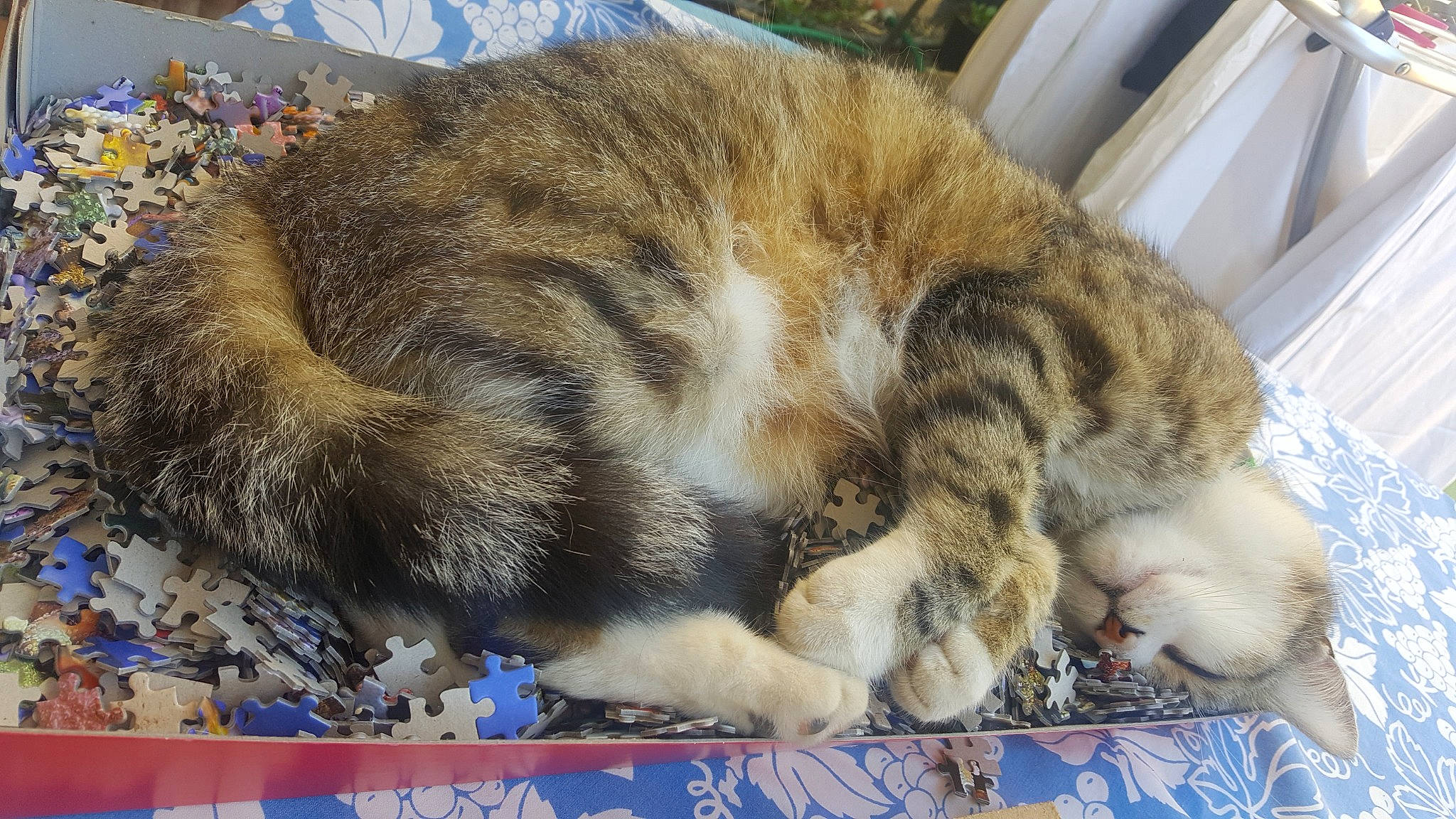 Milou a rejoint le concours — aidez-le/la à gagner de superbes lots ! carnivore, cat, claw, comfort, domestic_short_haired_cat, fawn, felidae, fur, nap, paw, sleep, small_to_medium_sized_cats, snout, tail, terrestrial_animal, whiskers