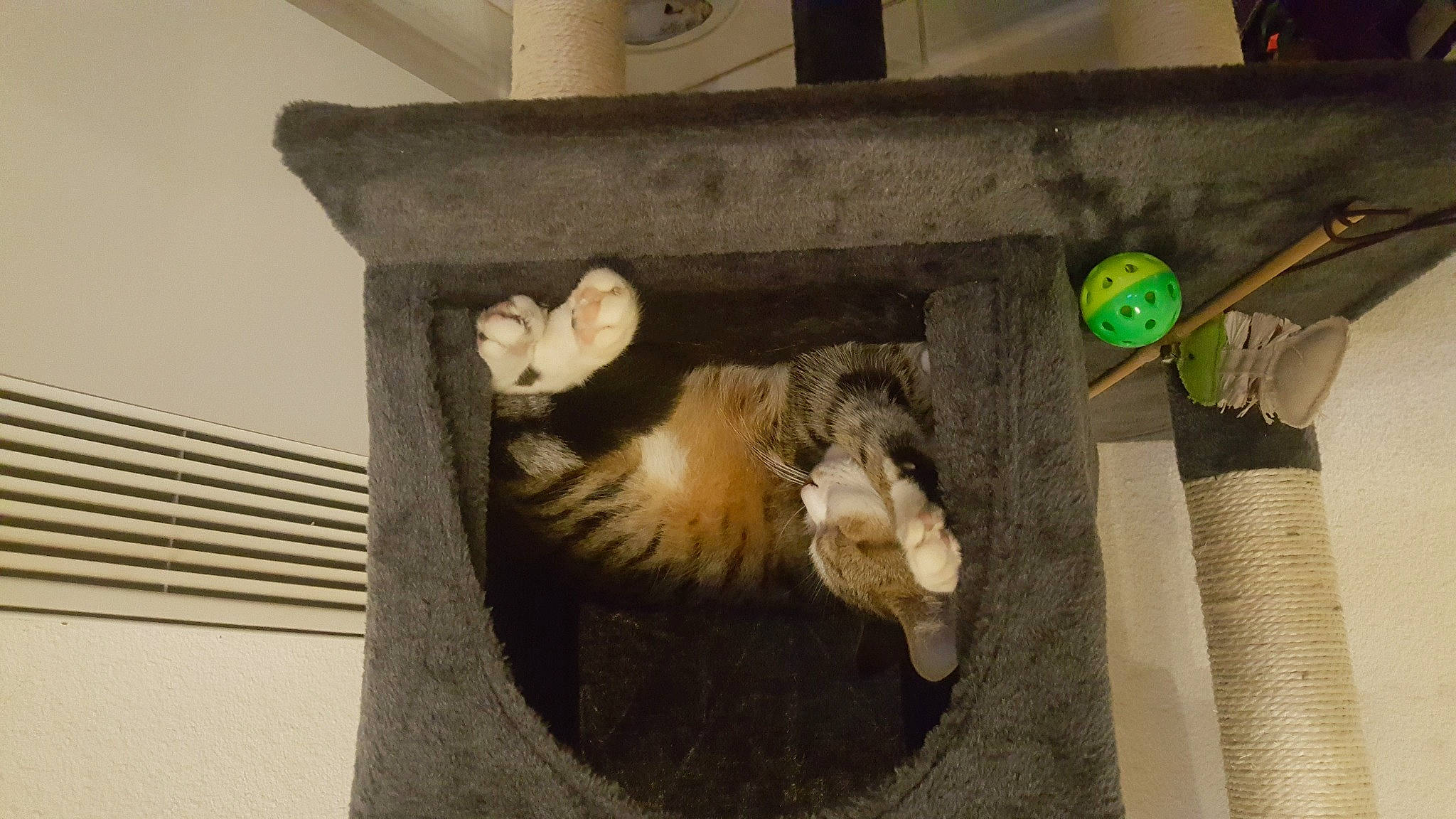 Milou participe au concours pour gagner de l'argent avec cette photo : animal_shelter, art, canidae, carnivore, cat, claw, dog_breed, domestic_short_haired_cat, felidae, fur, hardwood, pet_supply, room, small_to_medium_sized_cats, sporting_group, tail, terrestrial_animal, visual_arts, whiskers, wood