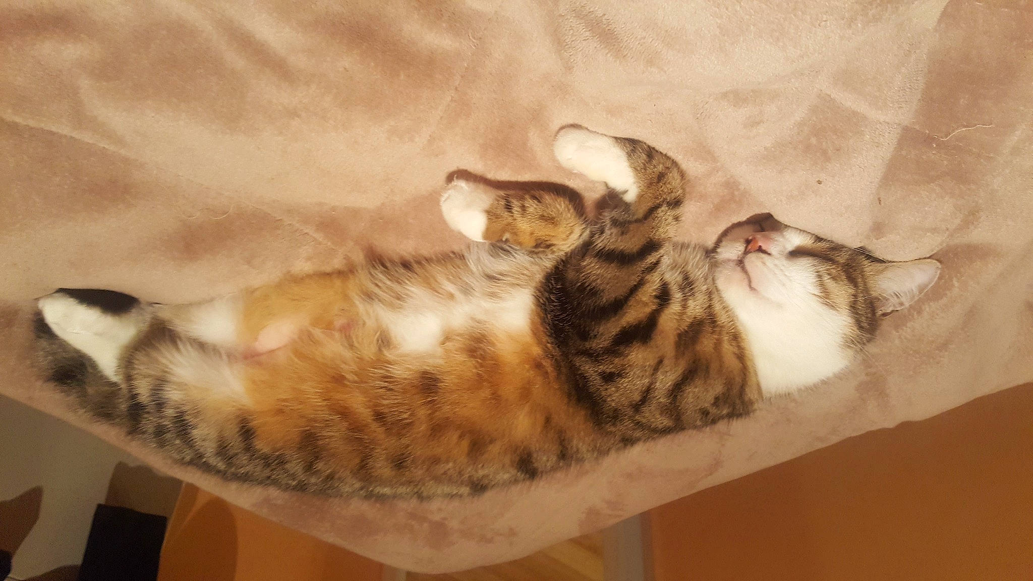 Milou a rejoint le concours — aidez-le/la à gagner de superbes lots ! bed, canidae, carnivore, cat, cat_bed, comfort, domestic_short_haired_cat, fawn, felidae, fur, linens, paw, room, small_to_medium_sized_cats, tail, terrestrial_animal, whiskers, wood